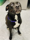 adoptable Dog in  named STORM