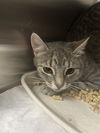 adoptable Cat in  named CINDERELLA