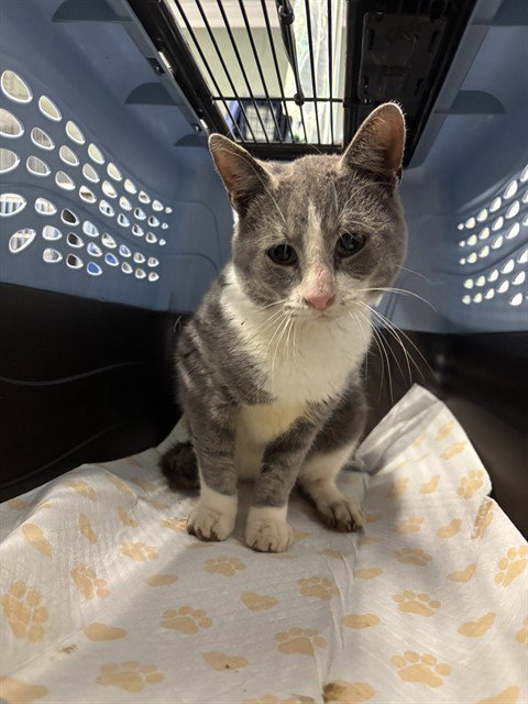 picture of the cat needing adoption