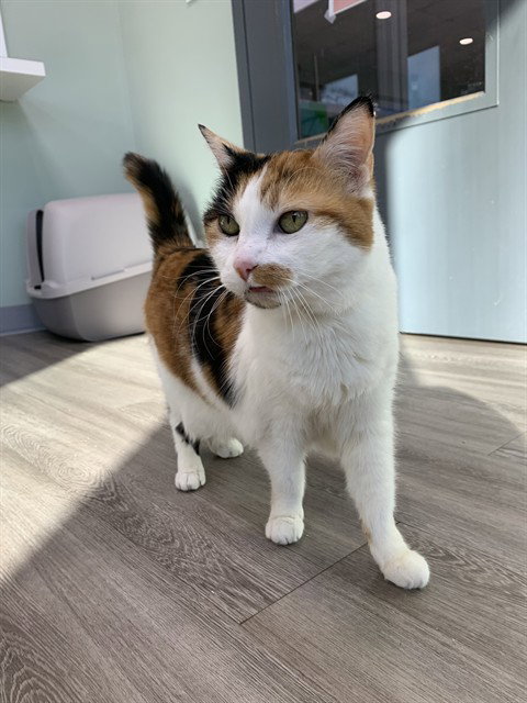 FRANCESCA - Domestic Short Hair available for adoption