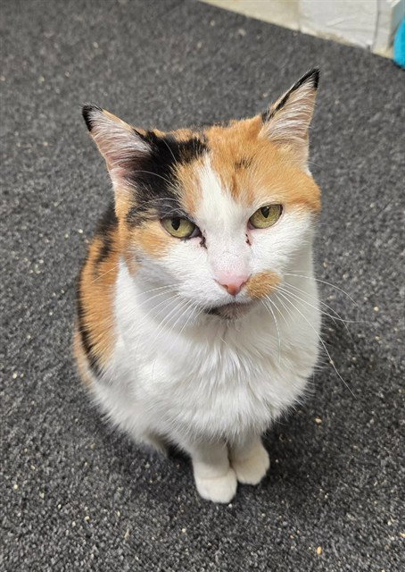 FRANCESCA - Domestic Short Hair available for adoption
