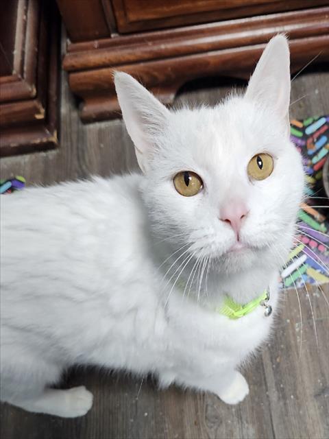 BRIDGETTE - Domestic Short Hair available for adoption