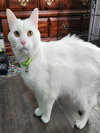 BRIDGETTE - Photo 1