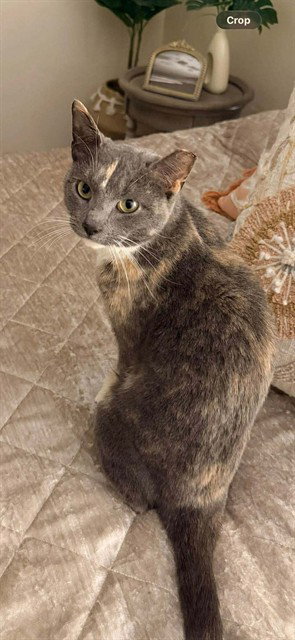 PENNY - Domestic Short Hair available for adoption