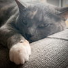 PENNY - Photo 1