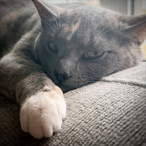 PENNY