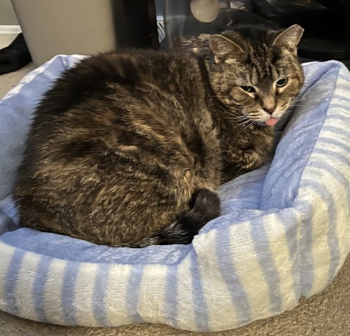 picture of the cat needing adoption