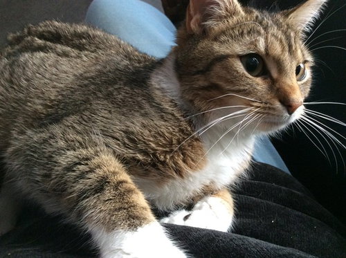 COZY, Young Domestic Short Hair (medium coat), cat for adoption in Lancaster, Pennsylvania