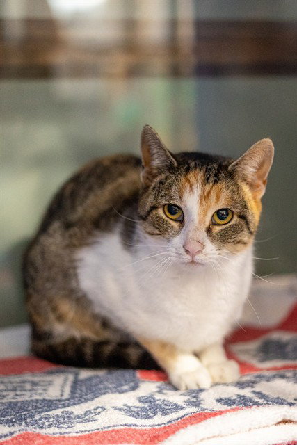 CORA