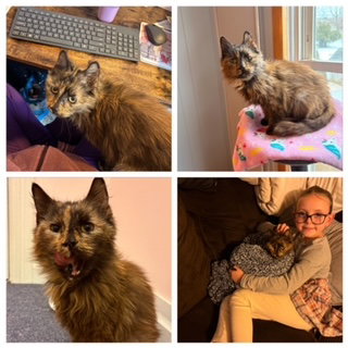 JYNX, Senior Domestic Short Hair (medium coat), cat for adoption in Lancaster, Pennsylvania