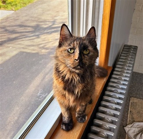 JYNX, Senior Domestic Short Hair (medium coat), cat for adoption in Bowie, Maryland