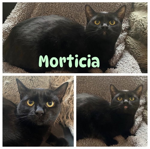 MORTICIA, an adoptable Domestic Short Hair in Westminster, MD