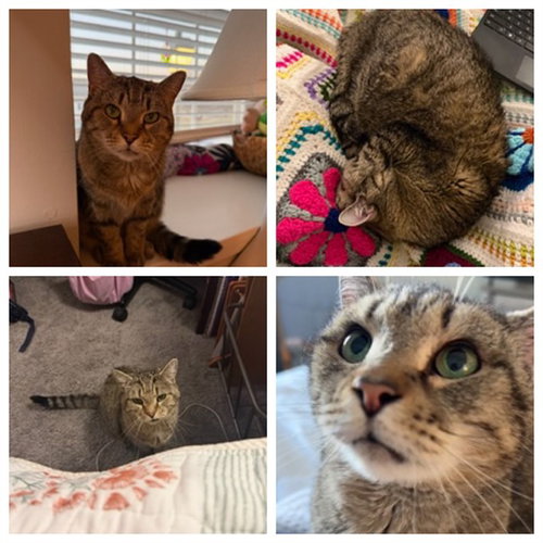 WINNIE, an adoptable Domestic Short Hair in Westminster, MD
