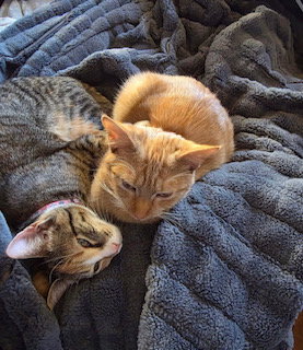 TOFFEE, Young Domestic Short Hair (medium coat), cat for adoption in Lancaster, Pennsylvania