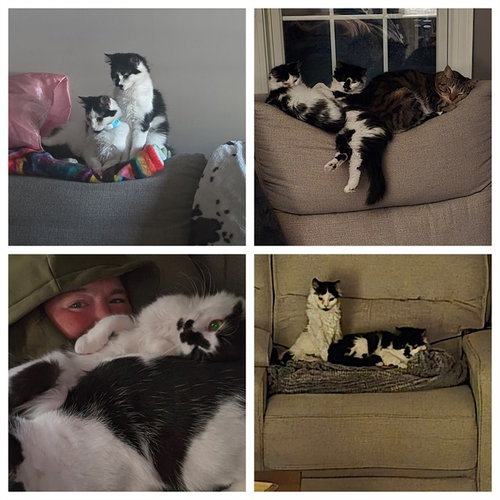 SUGAR, Young Domestic Medium Hair (medium coat), cat for adoption in Lancaster, Pennsylvania