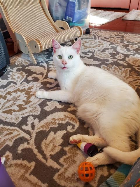 SLIM, Senior Domestic Short Hair (medium coat), cat for adoption in Lancaster, Pennsylvania