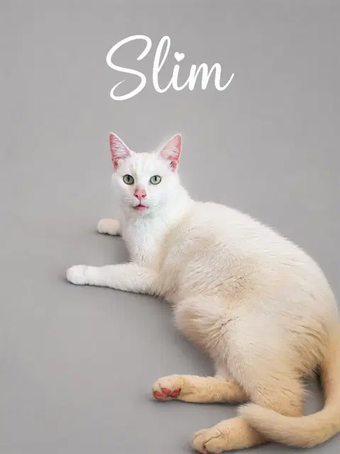 Slim - Domestic Short Hair
