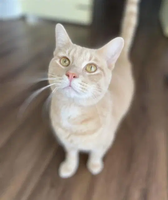 Troy - Domestic Short Hair