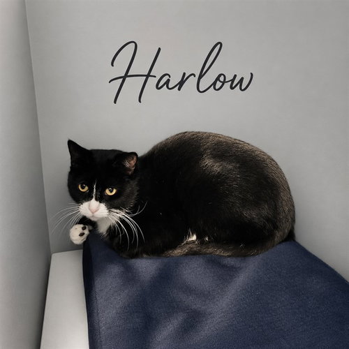 picture of the cat needing adoption