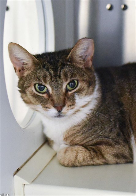 KITKAT, an adoptable Domestic Short Hair in Westminster, MD