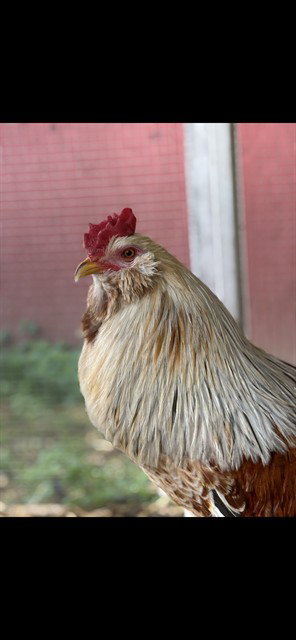 CHAD - Chicken available for adoption