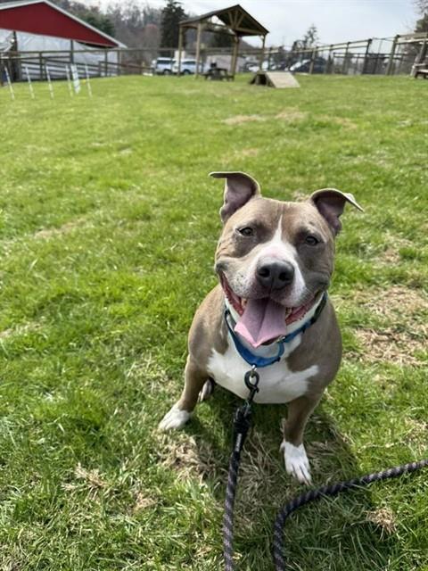 LOKI - American Pit Bull Terrier available for adoption