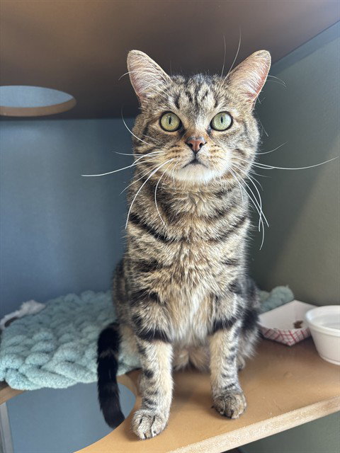 YAM - Domestic Short Hair available for adoption