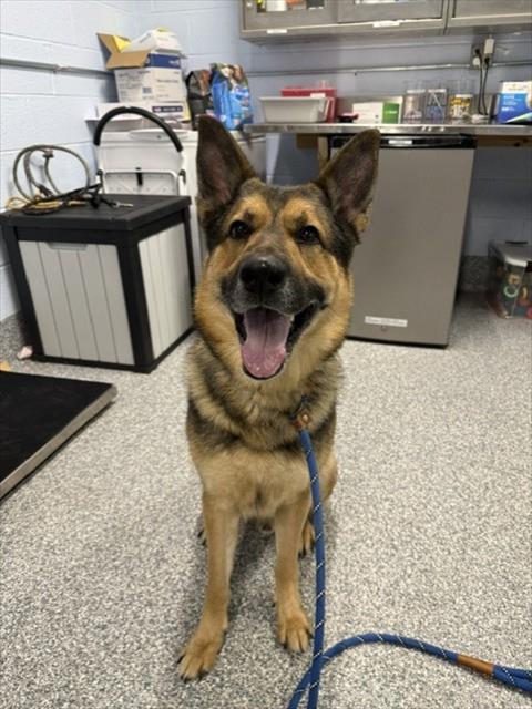 LOKI, an adoptable German Shepherd Dog in Westminster, MD