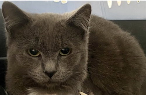 LLOYD - Domestic Short Hair available for adoption