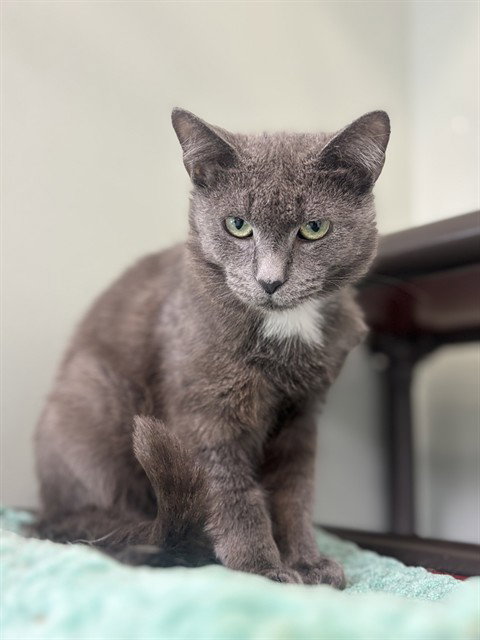LLOYD, Young Domestic Short Hair (medium coat), cat for adoption in Bowie, Maryland