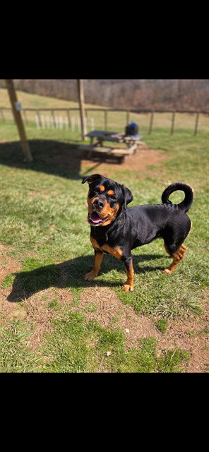HOLLY, an adoptable Rottweiler in Westminster, MD