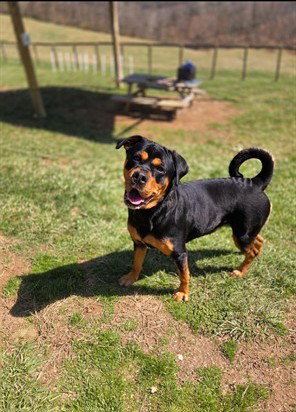picture of the dog needing adoption