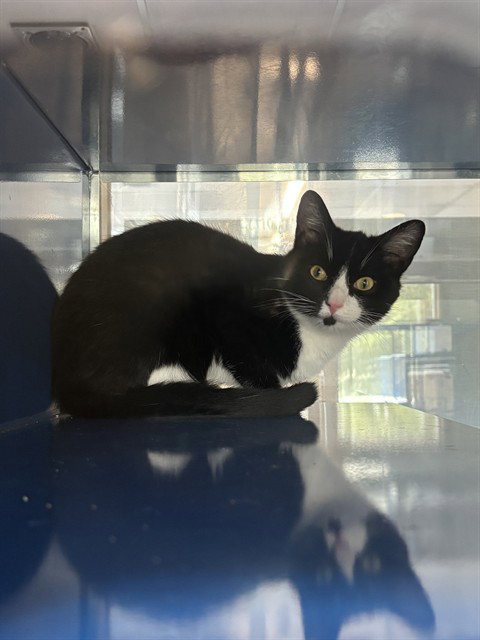 BOOTSY, an adoptable Domestic Short Hair in Westminster, MD