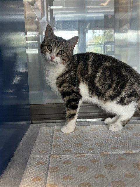 BRIAN, an adoptable Domestic Short Hair in Westminster, MD