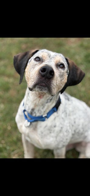 OAKLEY, an adoptable Bluetick Coonhound in Westminster, MD