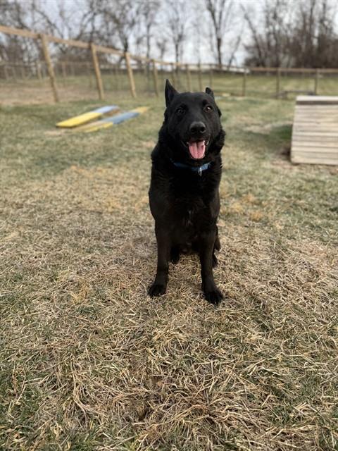 OSO, an adoptable German Shepherd Dog in Westminster, MD
