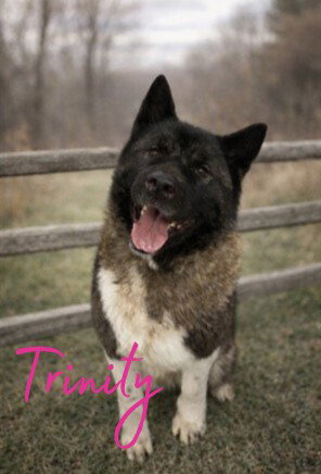 TRINITY, an adoptable Akita in Westminster, MD