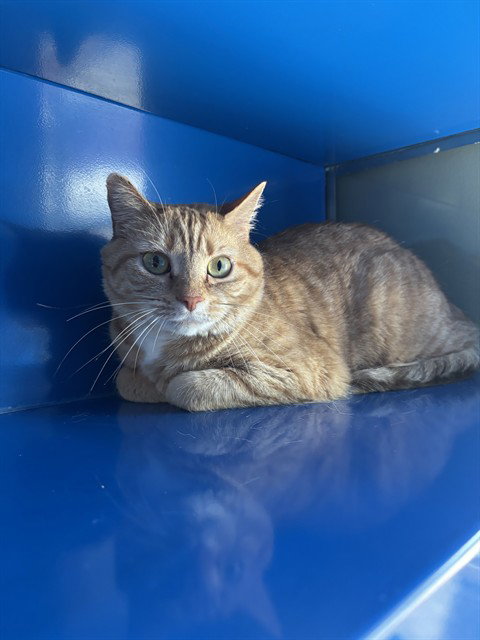 LUNA, an adoptable Domestic Short Hair in Westminster, MD