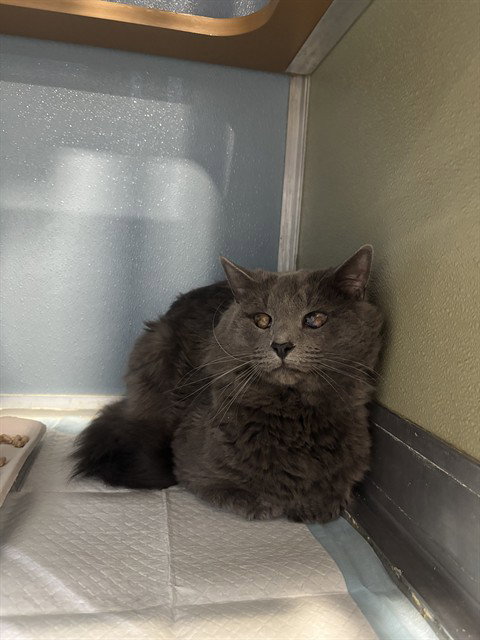 RUFUS, an adoptable Domestic Medium Hair in Westminster, MD