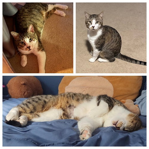 MAYOR, an adoptable Domestic Short Hair in Westminster, MD