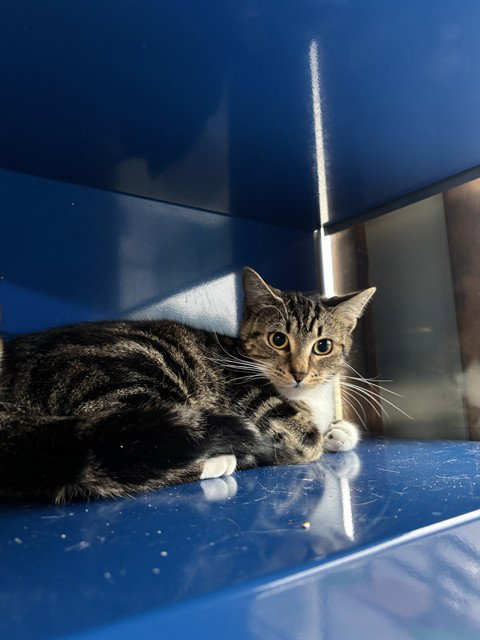 PIPER, Young Domestic Short Hair (medium coat), cat for adoption in Lancaster, Pennsylvania