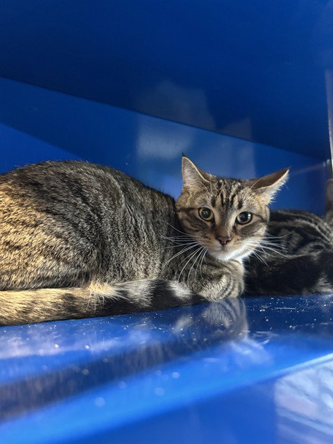 PIXIE, an adoptable Domestic Short Hair in Westminster, MD