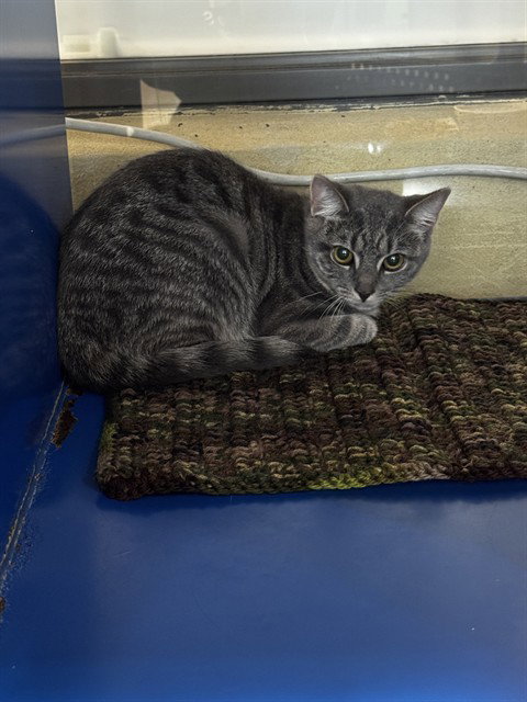 VIOLET, an adoptable Domestic Short Hair in Westminster, MD