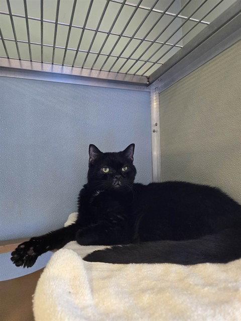 RANCE, Senior Domestic Short Hair (medium coat), cat for adoption in Lancaster, Pennsylvania