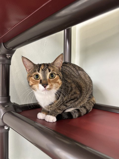MUNA, an adoptable Domestic Short Hair in Westminster, MD