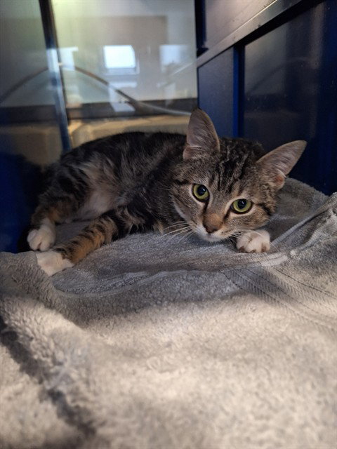 MOWGLI, an adoptable Domestic Short Hair in Westminster, MD