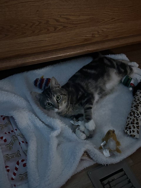 MOWGLI
