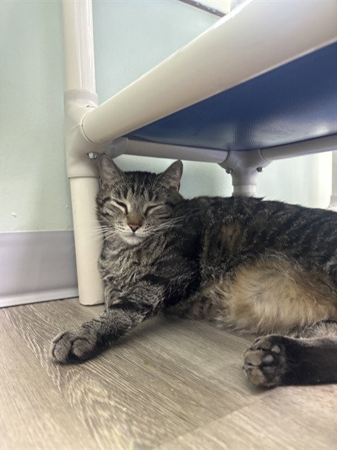 picture of the cat needing adoption