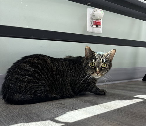 picture of the cat needing adoption