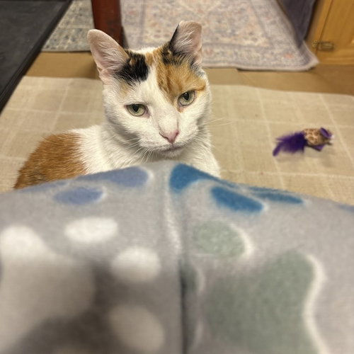 LEXI, an adoptable Domestic Short Hair in Westminster, MD